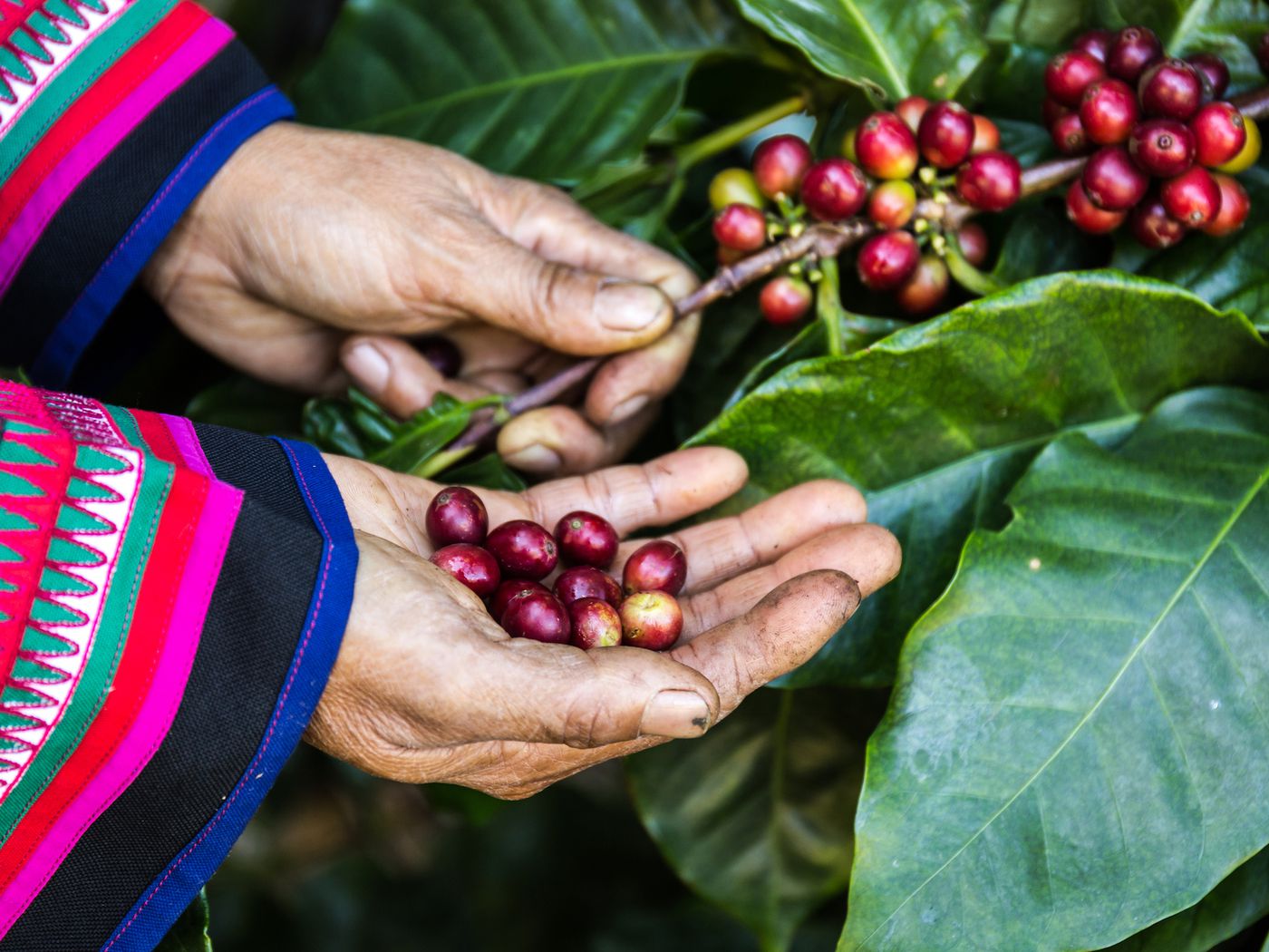 5 Tips For Understanding The Coffee Harvesting Process - Lady Geek